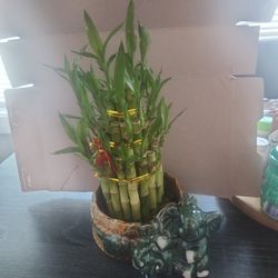 Mom Bamboo Gift Plant 
