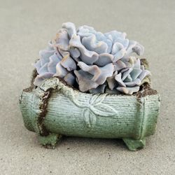 Succulents plants 🪴 （Echeveria 'Crispate Beauty' aka white madiba ）