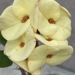 Corona De Cristo $20