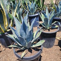 Agave Blue Americana