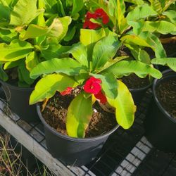 Coronas De Cristo Rojas De Hoja Grande