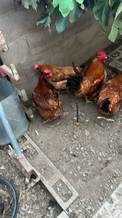 Se venden gallinas ponedoras