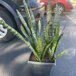 Snake plant with pot