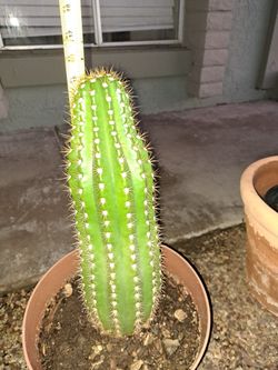 Indian Comb Cactus