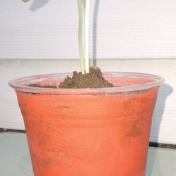 Organic Ockra Plants ( Two In a Cup )