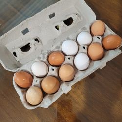  Chicken Eggs 