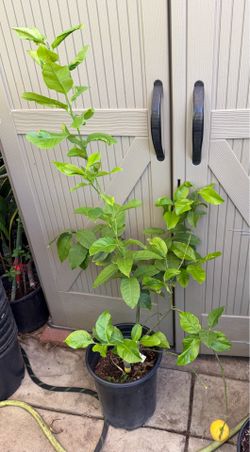 Eureka lemon