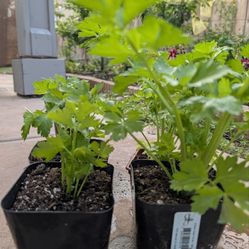 Organic Celery Plants - 4" pot
