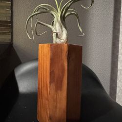 Air Plants, Air Plant Holder, Unique Air Plants And Wall Hanging