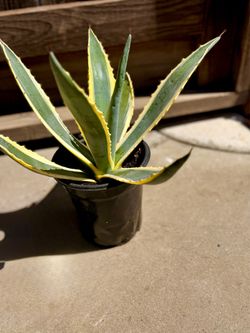 Variegated Century Plant (Agave americana )