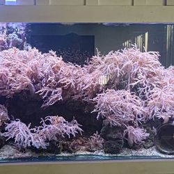 Amazing 175 Gallon Saltwater Tank W/ Sump