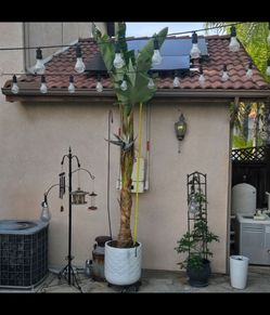 Giant Bird of Paradise with White Ceramic Pot