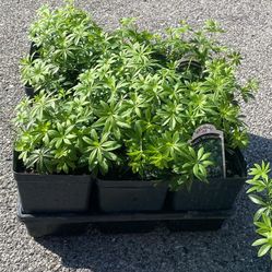 Sweet Woodruff perennial