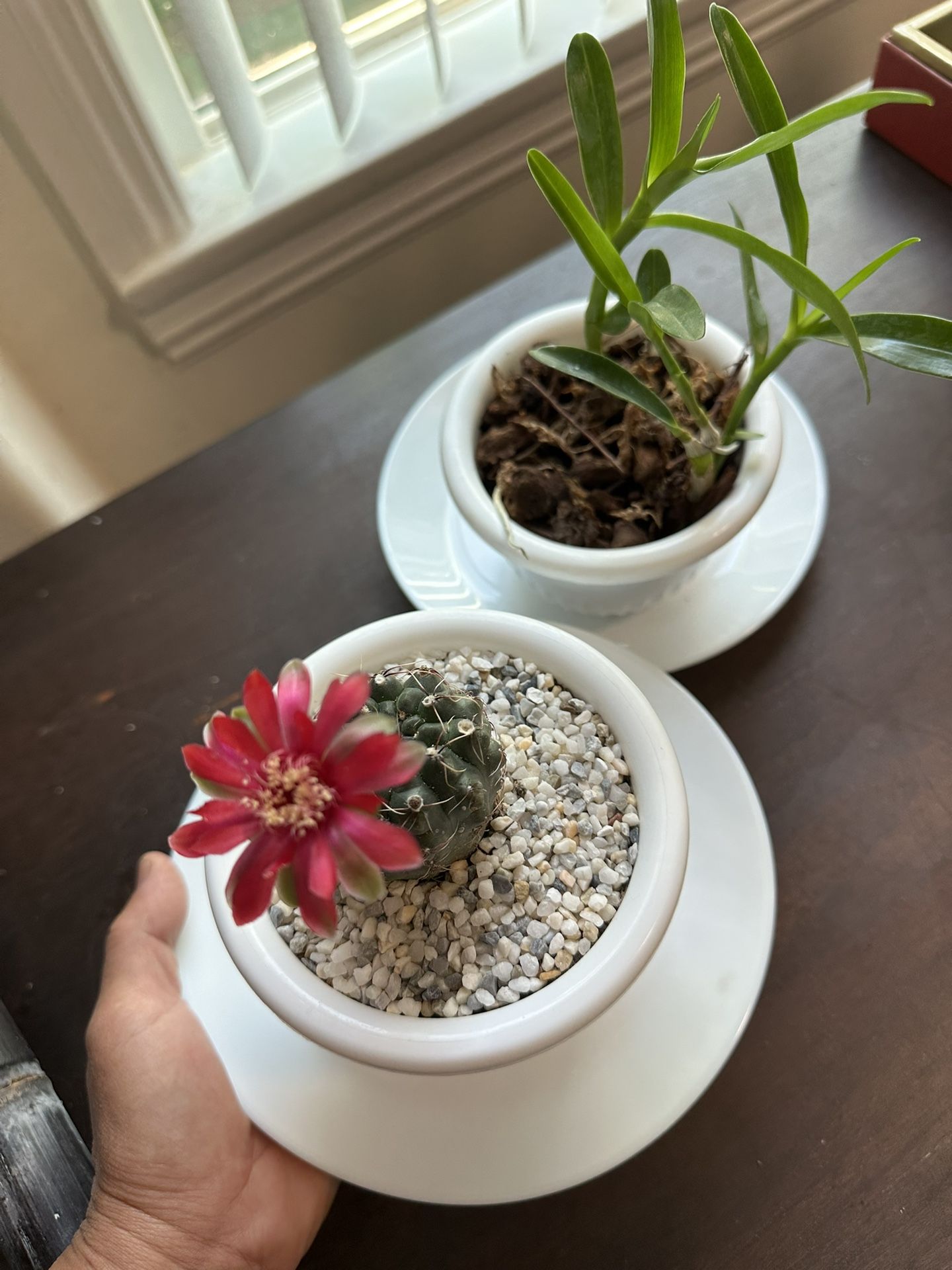 Beautiful Healthy Cactus Or Orchid Plant