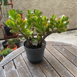 Small Jade Succulent 