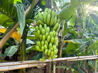 Dwarf Cavendish Banana Trees