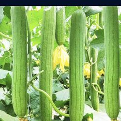 Luffa Mellon Seedling Plants Producing Hundreds Of Fruits Free Black Eyed Susan Plant 