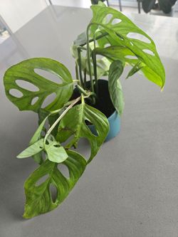 Monstera Adansonii