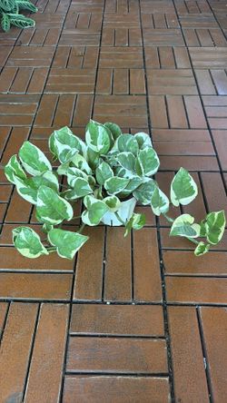 N’ Joy Pothos plant