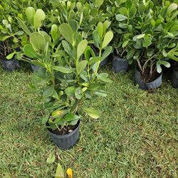 beautiful clusias green foil ready for planting Hedge