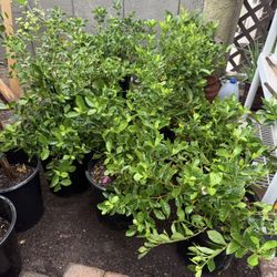 Gardenias Plans $40 Each Price Firm