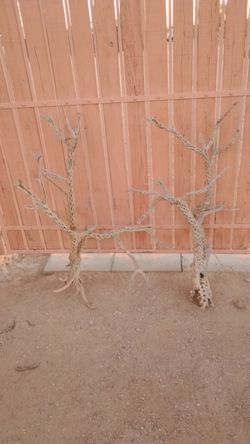 Complete Teddy Bear Cholla Cactus Skeletons 