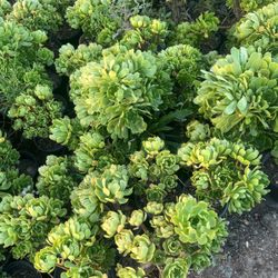 Aeonium Arboreum