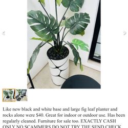 Oversize Faux Fig Leaf Plant And Base And Decorative Rocks