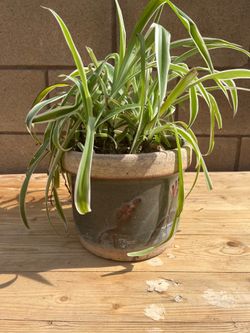 Plant