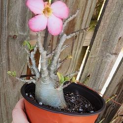 Desert Rose