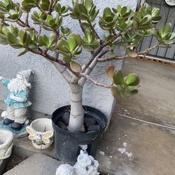 JADE PLANT