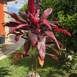 5 Feet Cordyline Plant 