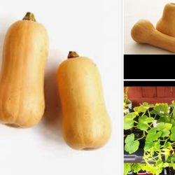 Organic butternut squash plants 2 For$1