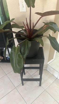Living plant