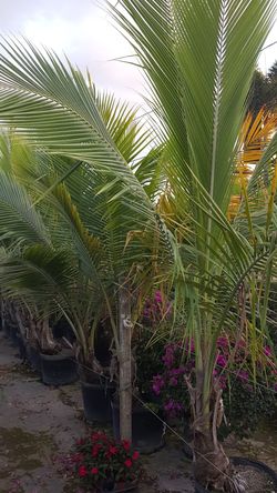 Coconut palms