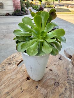 Irish Rose/Aeonium Succulent Shrub 🌹