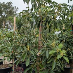 Avocado Tree 🥑🥑