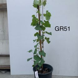 GR51- Kyoho Grapes Tree 巨峯葡萄樹
