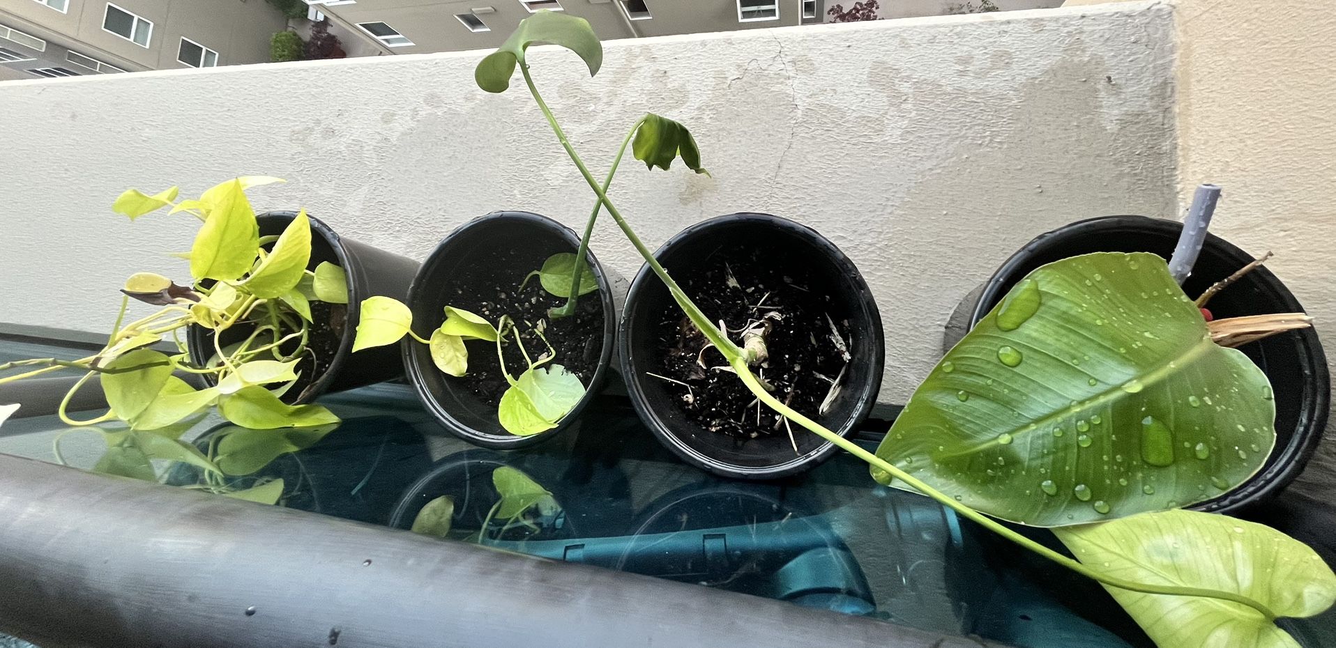 Plants