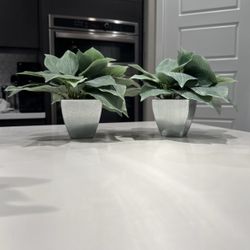 Decorative potted plants 