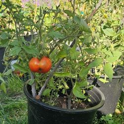 Plant- Heirloom Tomatoes 5 Gal