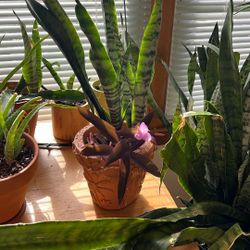 Snake Plant