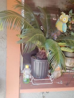 Small palm tree