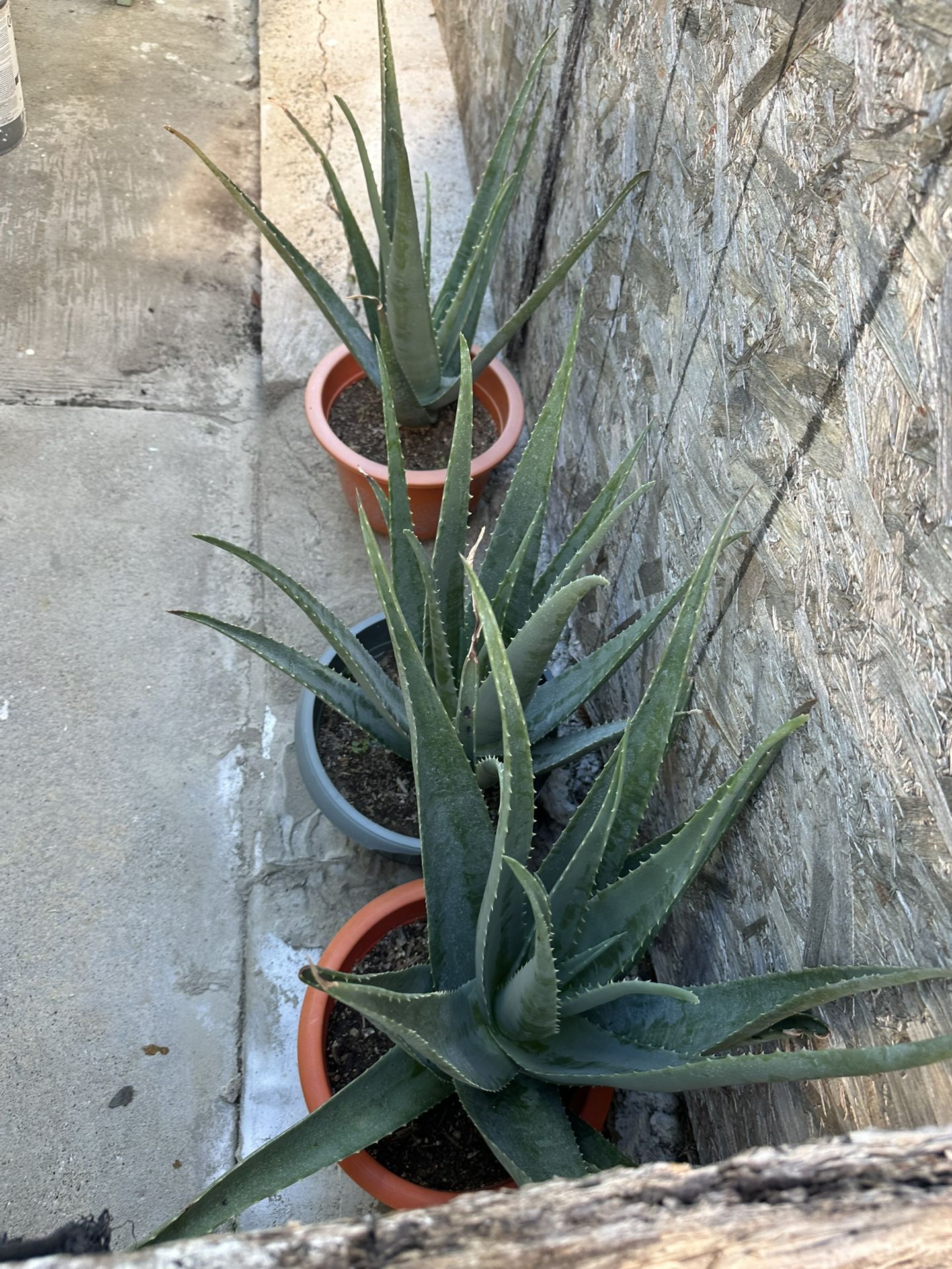 Plantas De Savila En Masetas 