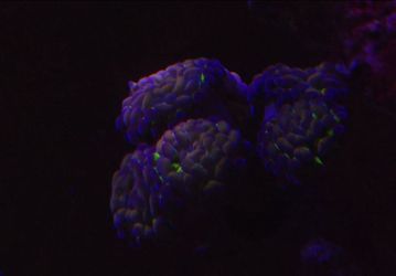 Fake Hammer 6 heads holographic coral aquarium saltwater decorations