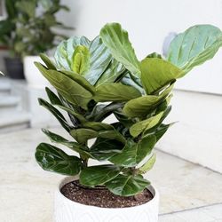 fiddle fig plant 