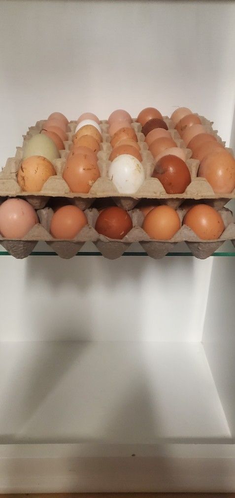 Fresh Organic Eggs
