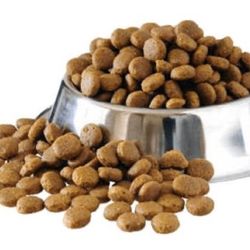 ISO Dog Food