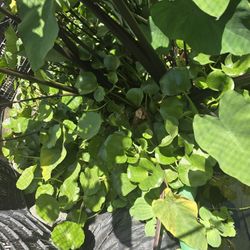 Water Lettuce And Hyacinth  Trade For Beer
