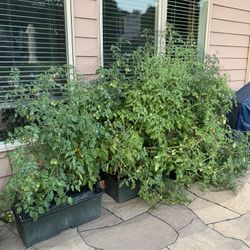 Earthbox Gardening System